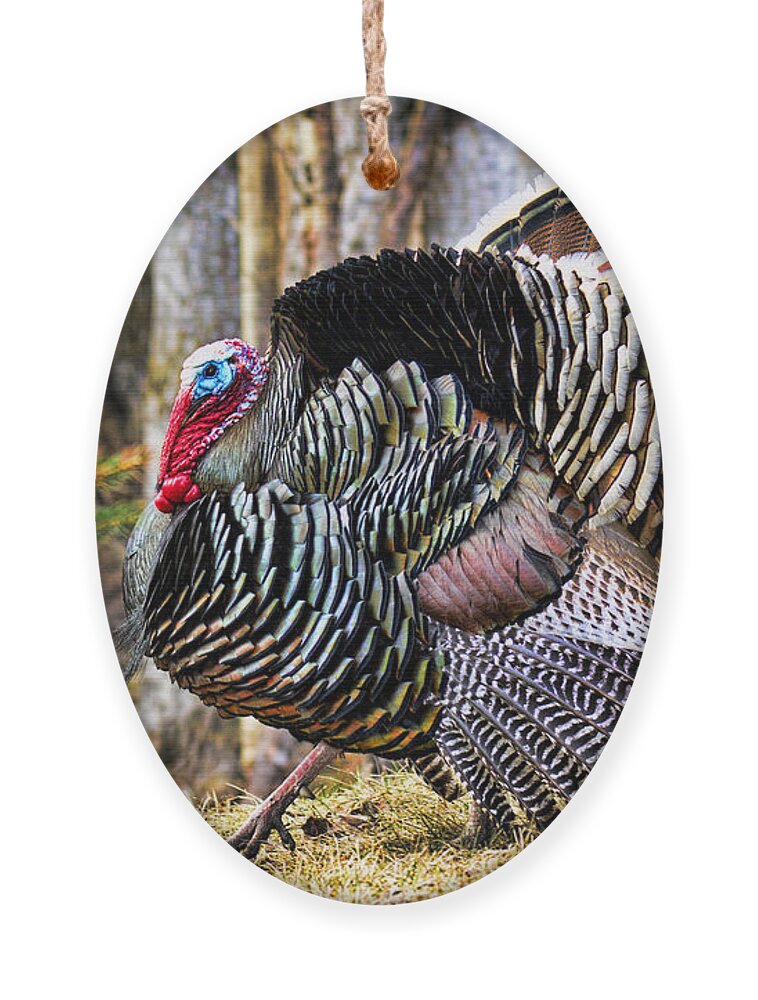Wild Turkey Ornament featuring the photograph Wild Turkey by Gary Beeler