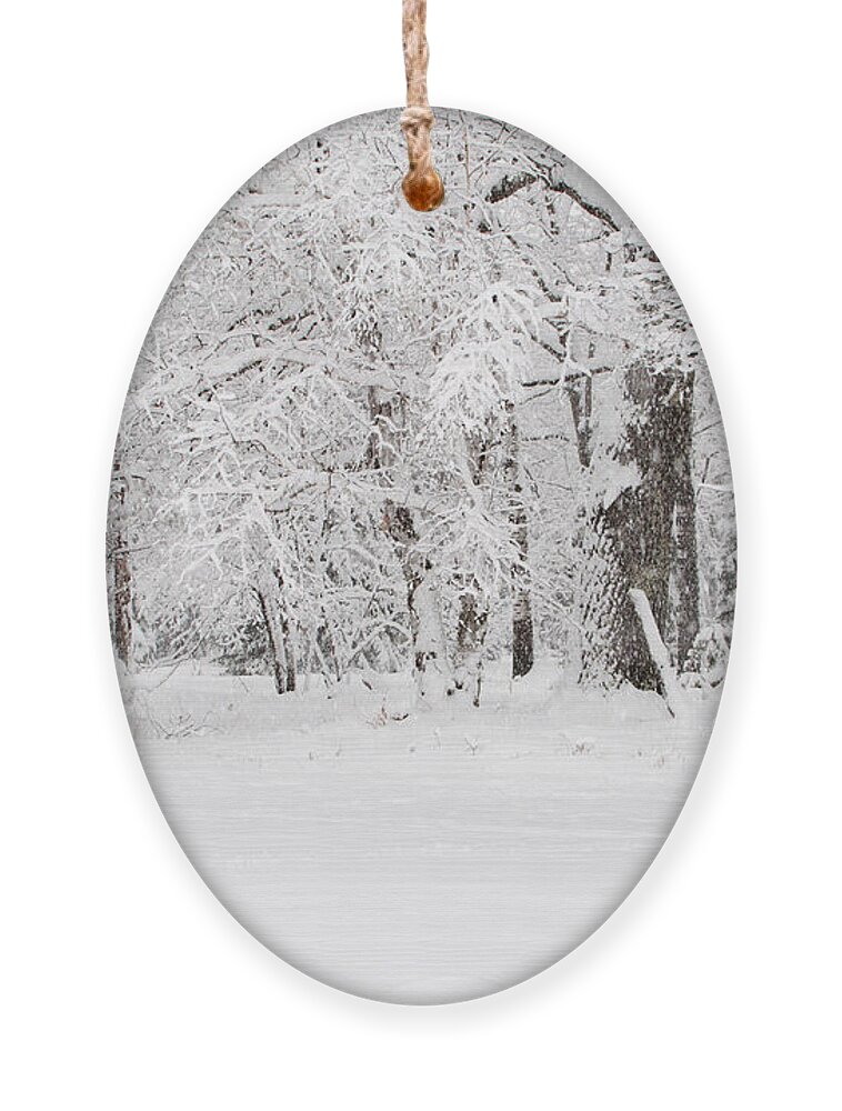 Winter Wonderland Ornament featuring the photograph Winter Canvas by Gwen Gibson