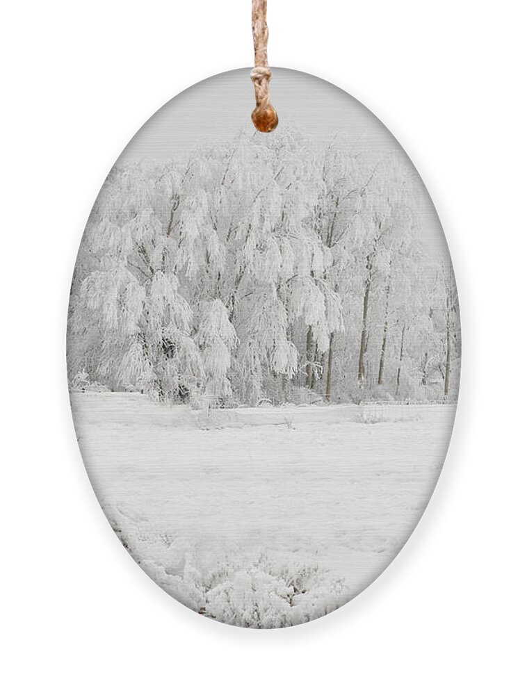 Hoar Ornament featuring the photograph Winter Doe by Mary Jo Allen