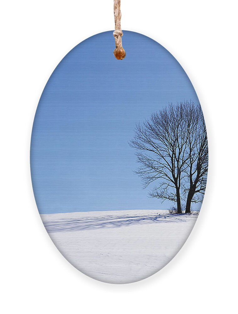 Winter Ornament featuring the photograph Winter - Snow Trees by Richard Reeve