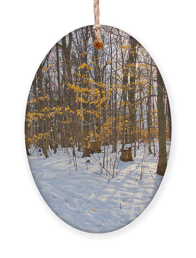 Winter Ornament featuring the photograph Winter Walk by Laurel Best