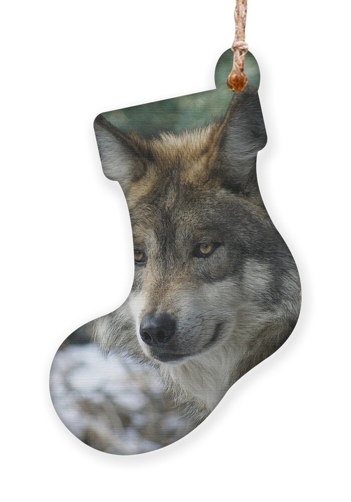 Wolf Ornament featuring the photograph Wolf upclose by Ernest Echols