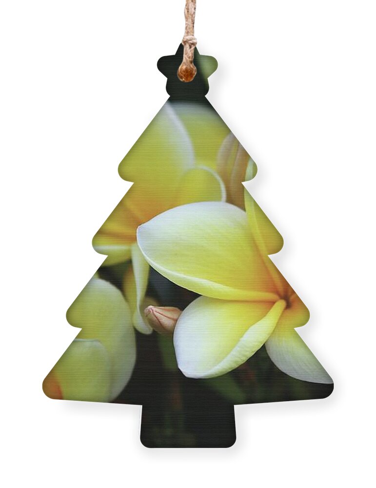 Plumeria Ornament featuring the photograph Yellow Plumeria Cascade by Sabrina L Ryan
