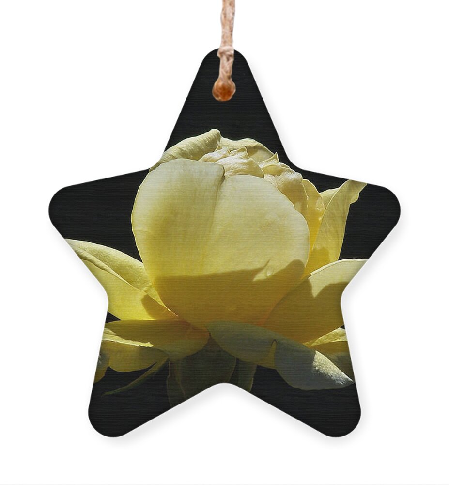 Yellow Rose Ornament featuring the photograph Yellow Rose by Ernest Echols