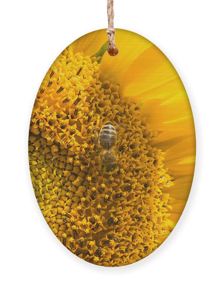 Sunflower Ornament featuring the photograph Yellow sunflower - detail by Matthias Hauser