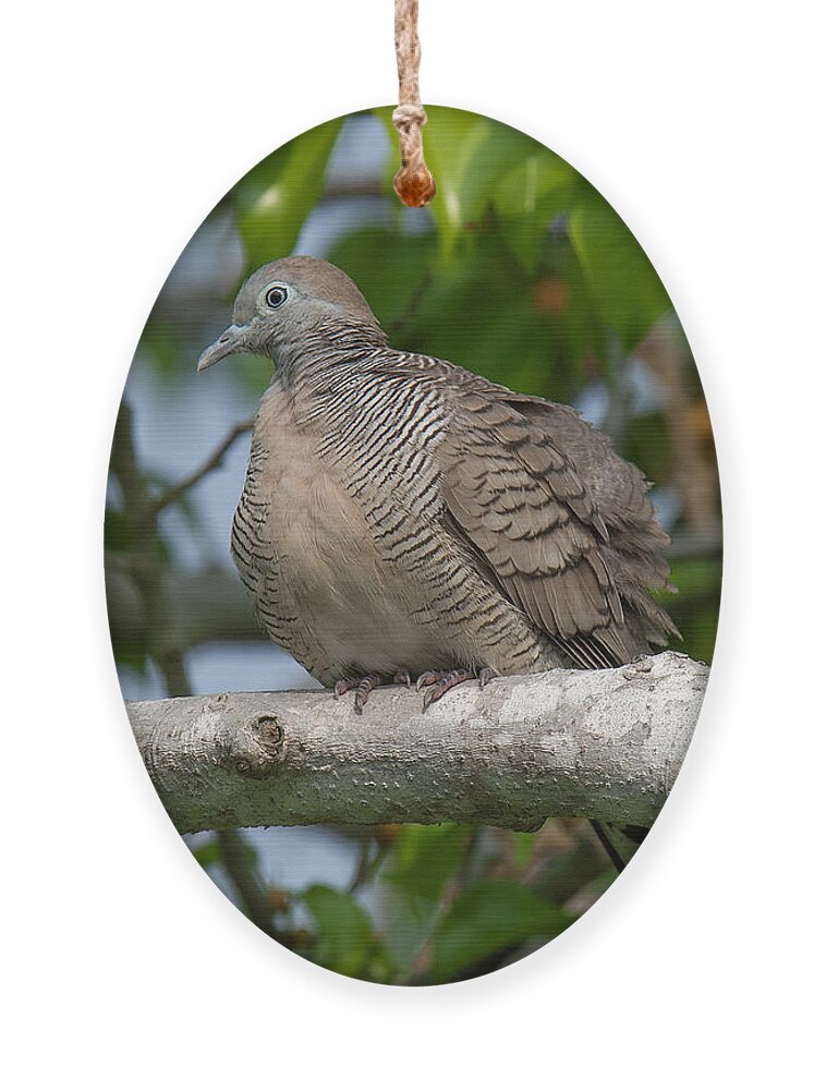 Nature Ornament featuring the photograph Zebra Dove or Barred Ground Dove DTHN0054 by Gerry Gantt