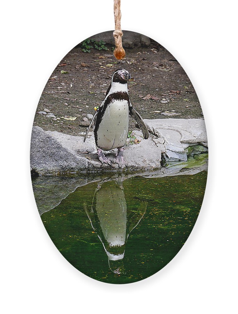 Richard Reeve Ornament featuring the photograph Zenguin by Richard Reeve