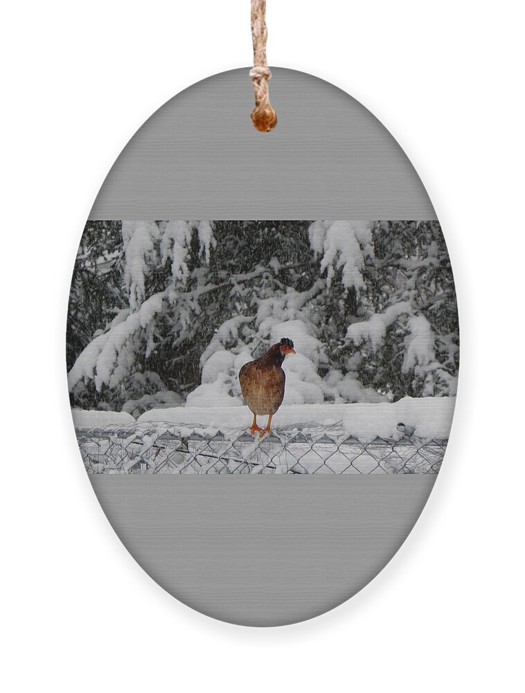 Wild Ornament featuring the photograph I see you looking at me #1 by Kim Galluzzo
