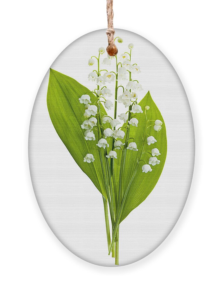 Flower Ornament featuring the photograph Lily-of-the-valley flowers #4 by Elena Elisseeva