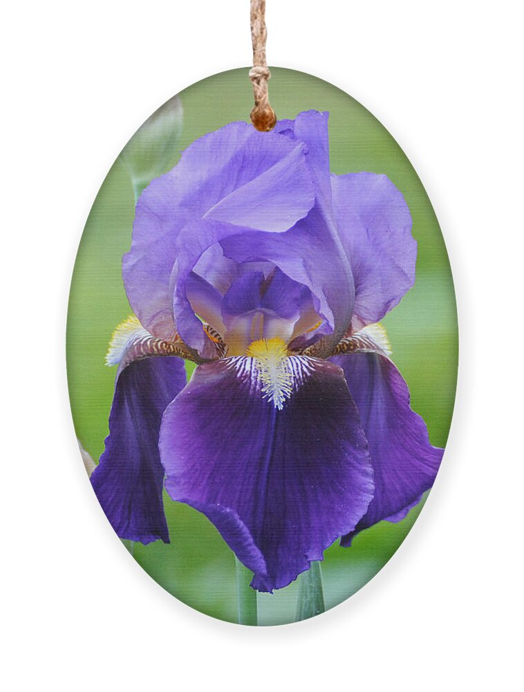 Beautiful Iris Ornament featuring the photograph Purple and Yellow Iris #1 by Jai Johnson