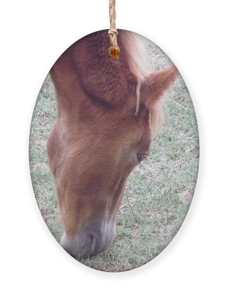 Mustang Ornament featuring the photograph Wild Spanish Mustang foal of the Outer Banks of North Carolina #1 by Kim Galluzzo