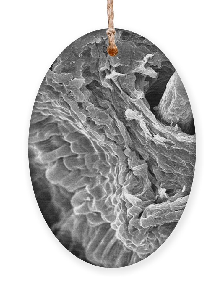Dandelion Clock Ornament featuring the photograph Dandelion #2 by Science Source