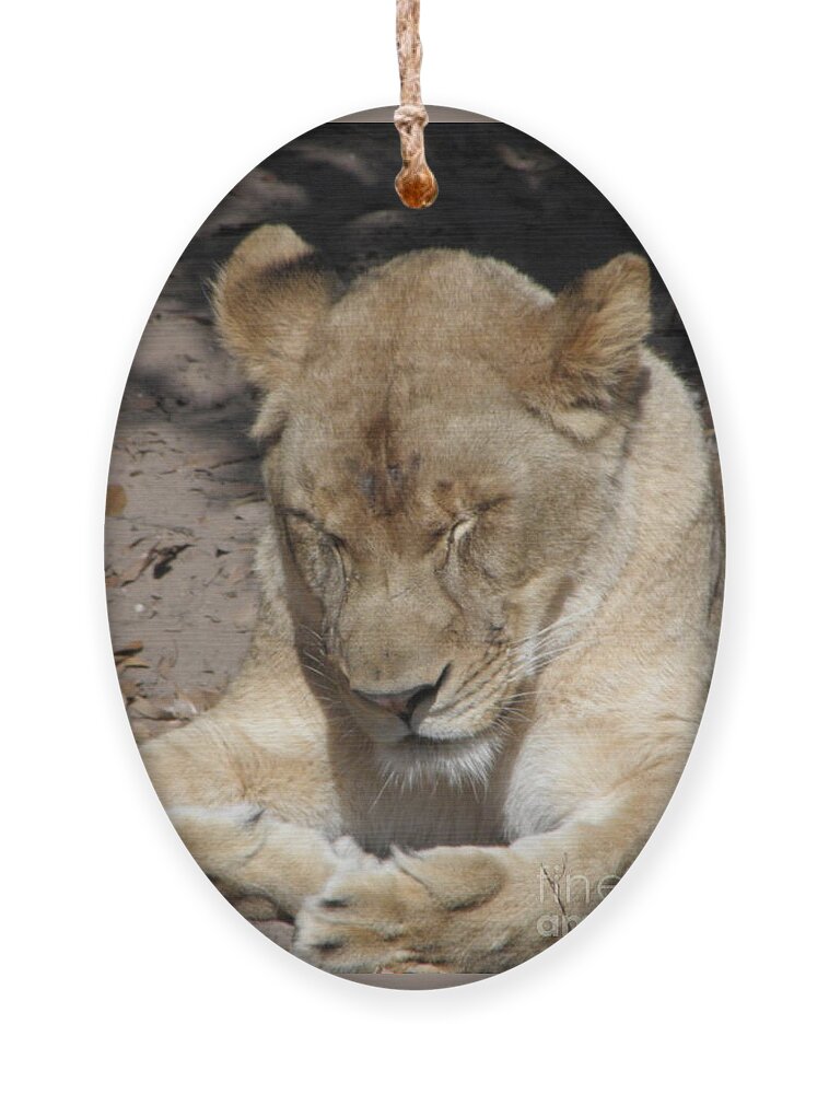 Lioness Ornament featuring the photograph Lioness #2 by Kim Galluzzo