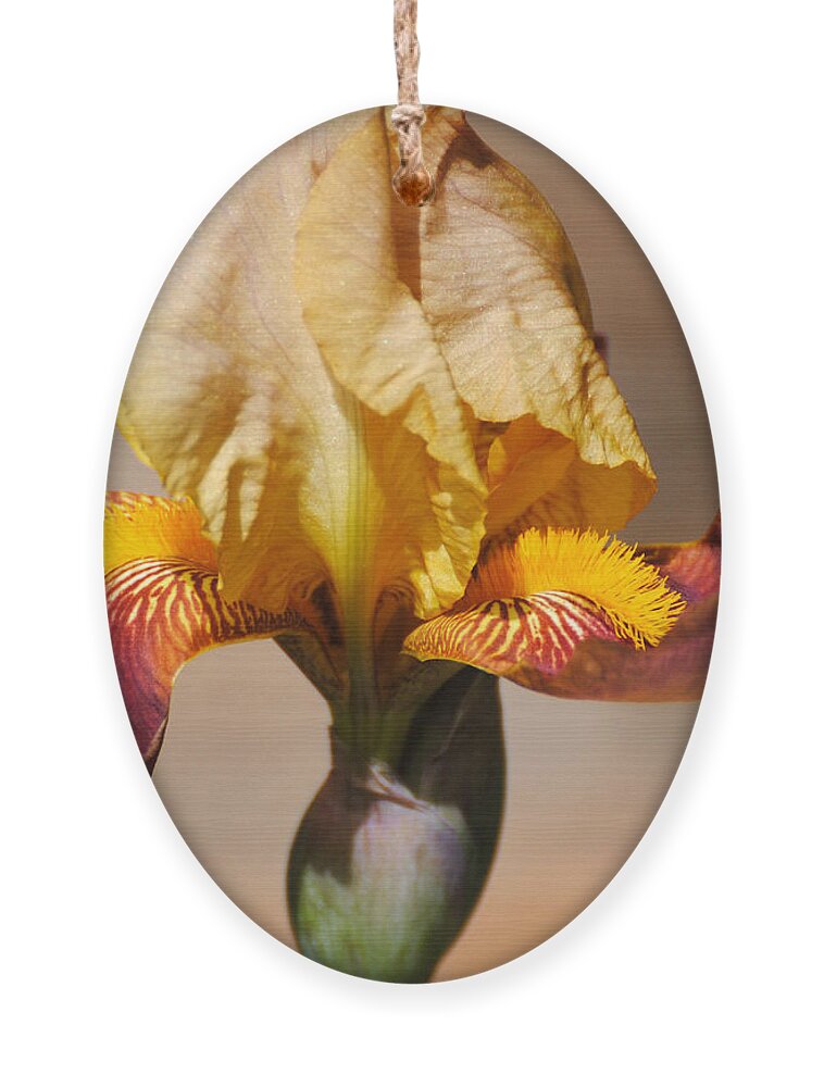 Beautiful Iris Ornament featuring the photograph Purple and Yellow Iris by Jai Johnson