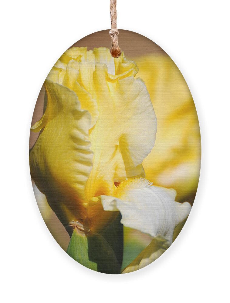 Beautiful Iris Ornament featuring the photograph Yellow and White Iris by Jai Johnson