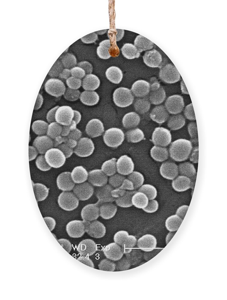 Virulent Ornament featuring the photograph Methicillin-resistant Staphylococcus by Science Source
