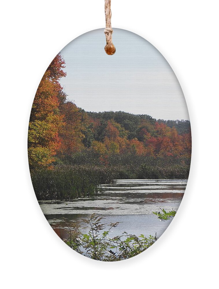 Fall Ornament featuring the photograph A Curve Of Color by Kim Galluzzo