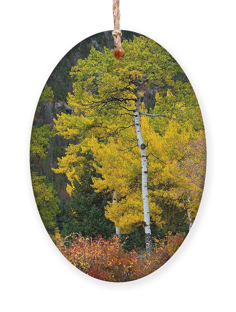 Autumn Colors Ornament featuring the photograph Autumn Wonder by Jim Garrison