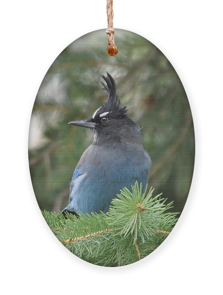 Birds Ornament featuring the photograph Bad Hair Day by Dorrene BrownButterfield