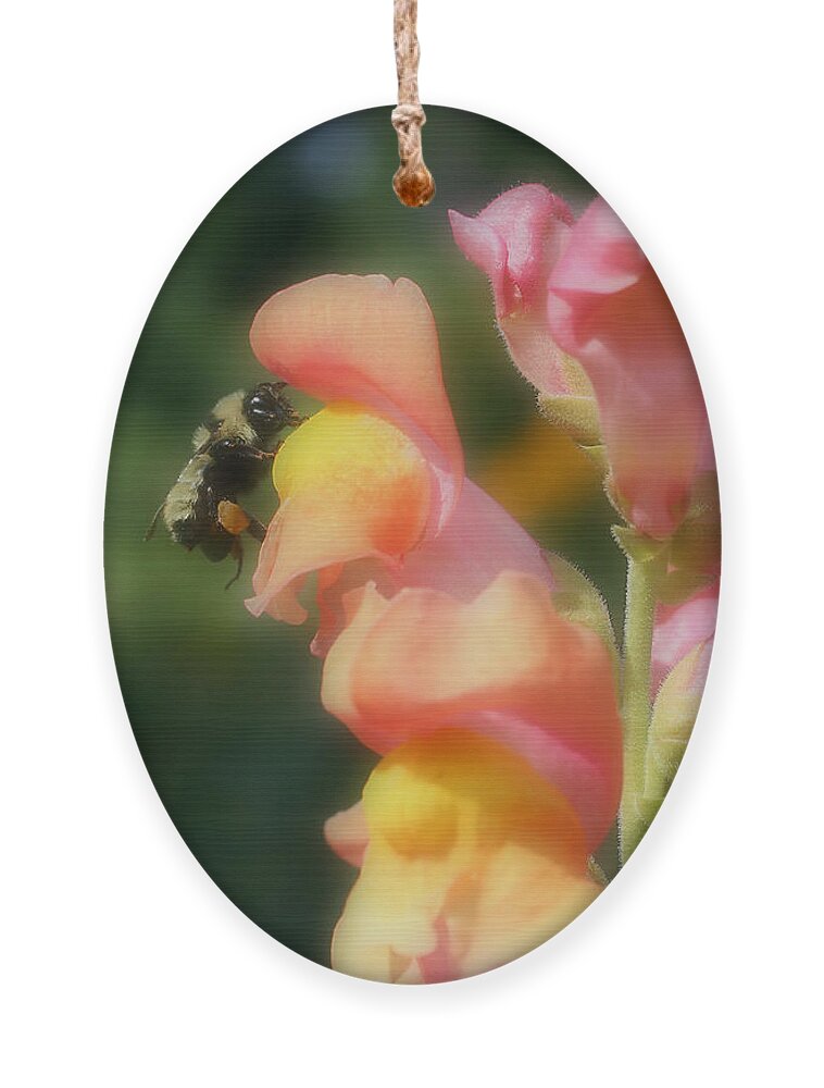 Bee Ornament featuring the photograph Bumble Bee On Snapdragon #1 by Smilin Eyes Treasures