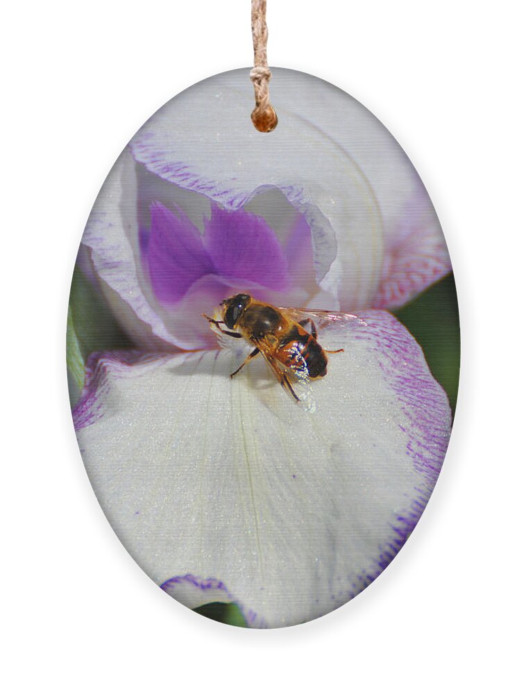 Beautiful Iris Ornament featuring the photograph Bee on the Iris by Jai Johnson