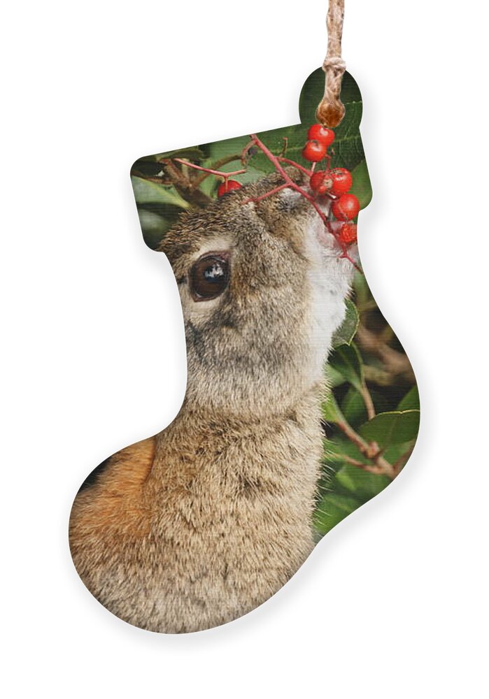 Rabbit Ornament featuring the photograph Berry Bunny by Ernest Echols