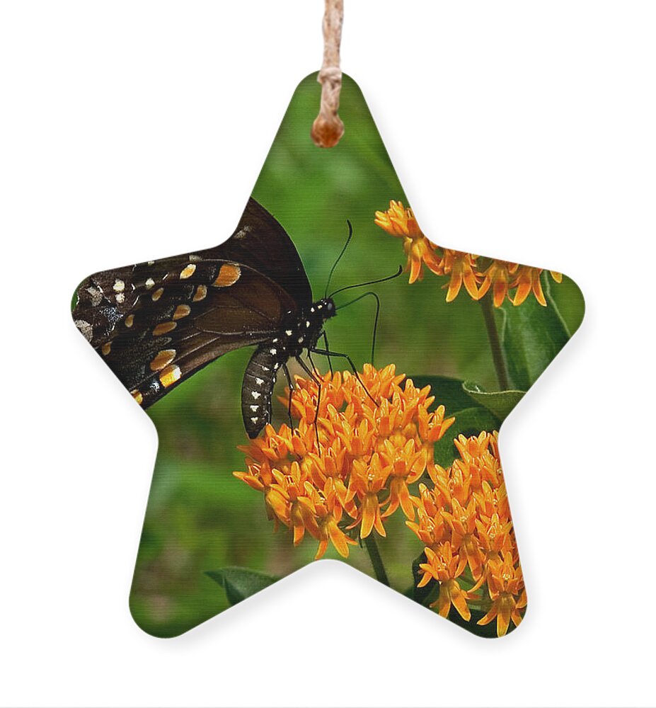 Insect Ornament featuring the photograph Black Swallowtail Visiting Butterfly Weed DIN012 by Gerry Gantt