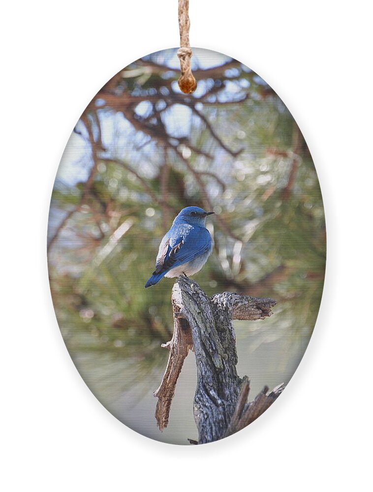 Birds Ornament featuring the photograph Blue Boy by Dorrene BrownButterfield