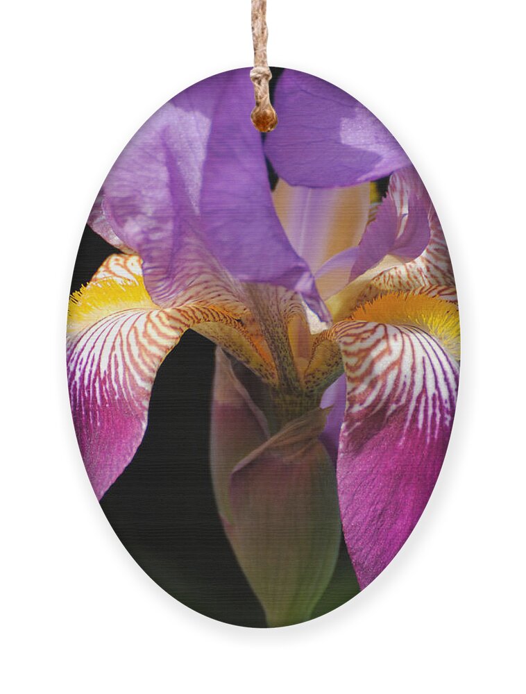 Beautiful Iris Ornament featuring the photograph Brilliant Purple Iris Flower by Jai Johnson
