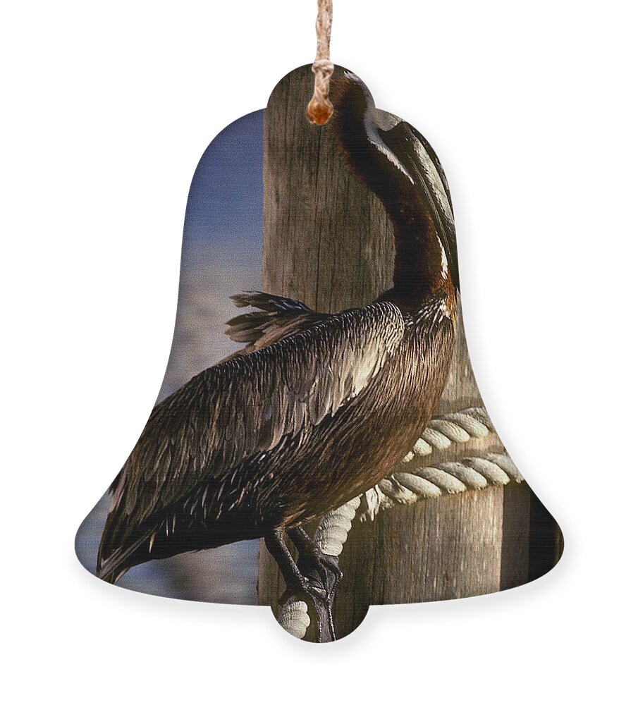 Birds Ornament featuring the photograph Brown Pelican in Key West 9L by Gerry Gantt
