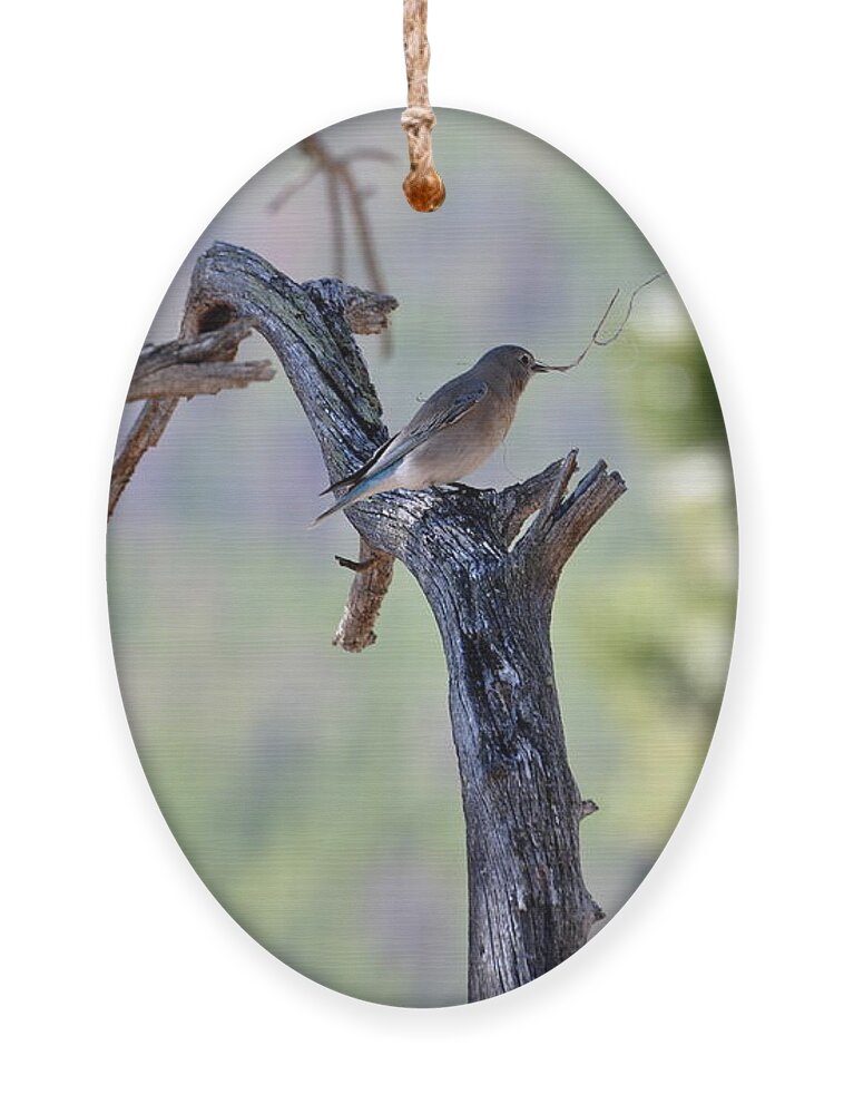 Birds Ornament featuring the photograph Building Her Nest by Dorrene BrownButterfield