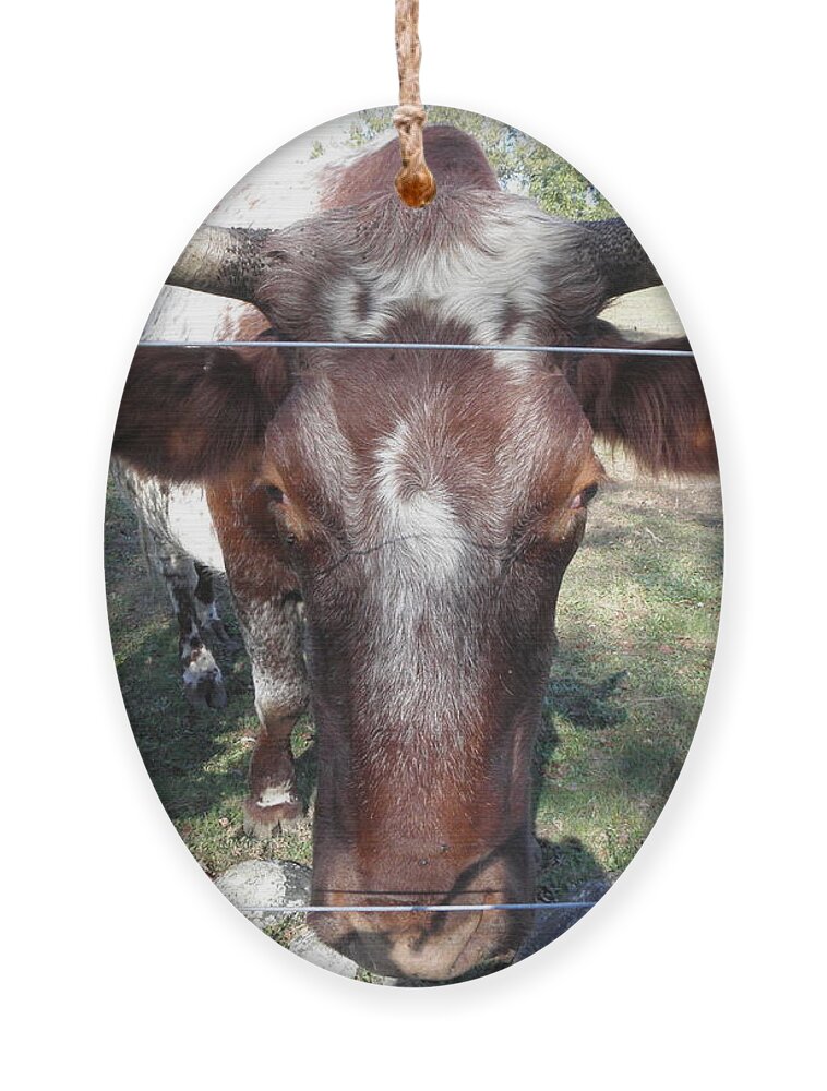 Bull Ornament featuring the photograph Bull Face by Kim Galluzzo