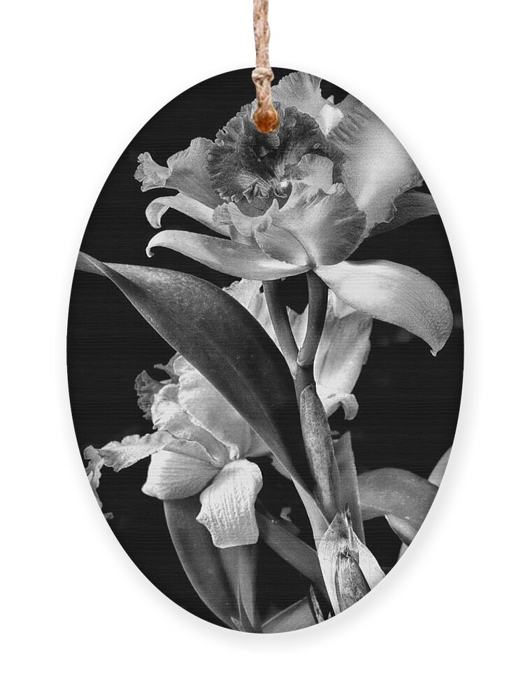 Cattleya Ornament featuring the photograph Cattleya - BW by Christopher Holmes
