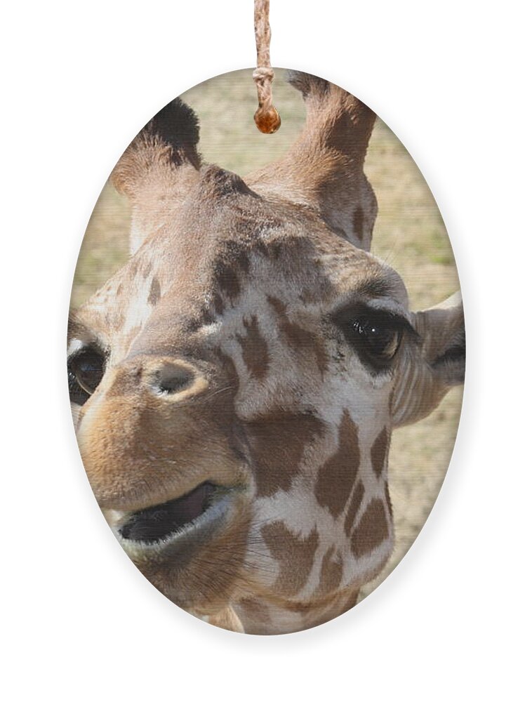 Giraffe Ornament featuring the photograph Chewing my treat by Kim Galluzzo