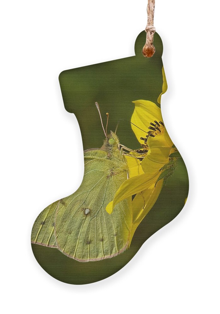 Nature Ornament featuring the photograph Clouded Sulphur Butterfly DIN099 by Gerry Gantt