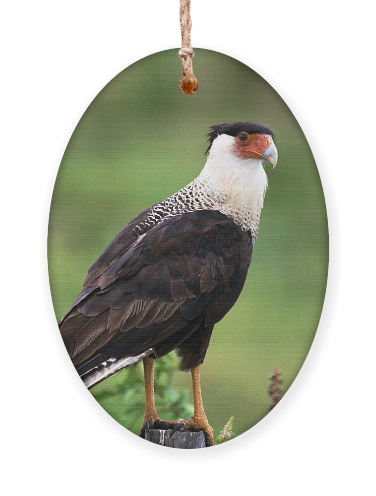 Caracara Ornament featuring the photograph Crested Caracara by Bradford Martin