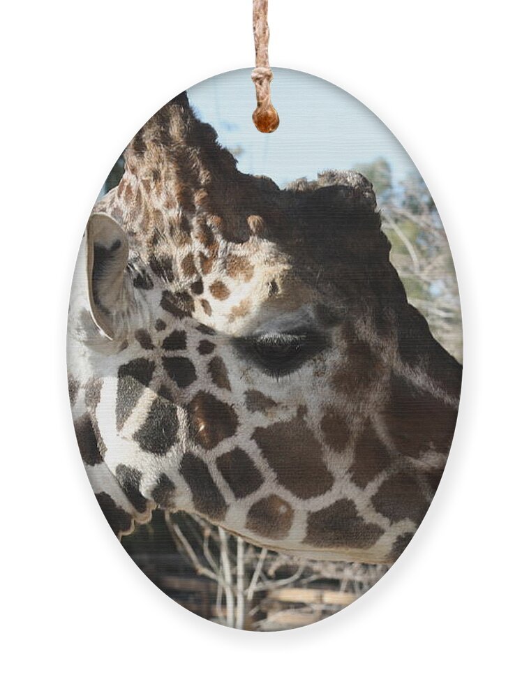 Giraffe Ornament featuring the photograph Daddy Giraffe by Kim Galluzzo