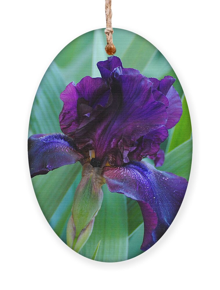 Beautiful Ornament featuring the photograph Dark Purple Iris by Jai Johnson