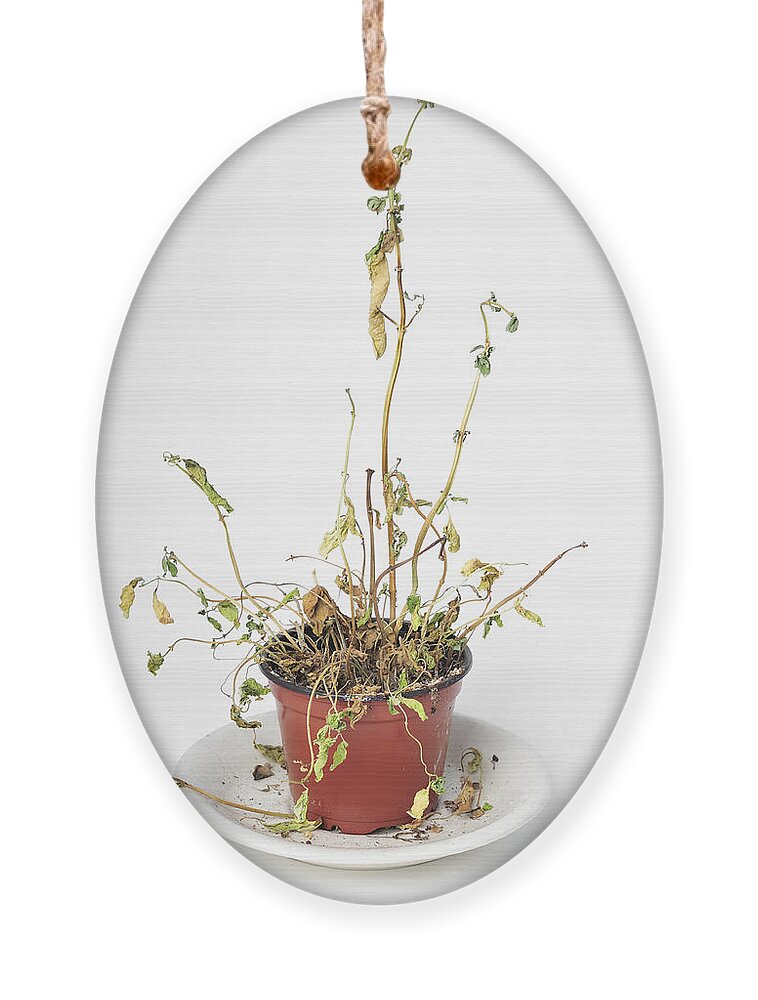 Plant Ornament featuring the photograph Dead dried-up plant by Matthias Hauser