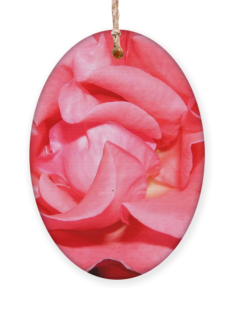 Pink Ornament featuring the photograph Delicate Swirls Of Pin by Kim Galluzzo