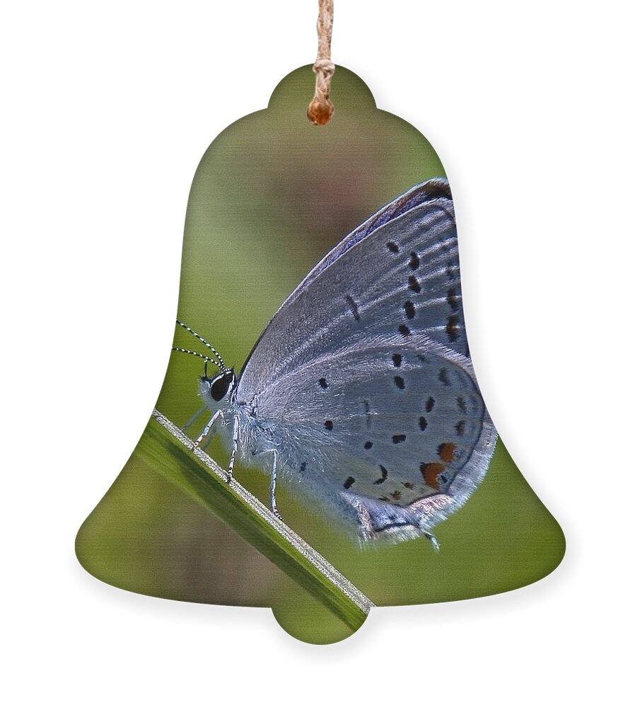 Spring Ornament featuring the photograph Eastern Tailed-Blue Butterfly DIN045 by Gerry Gantt