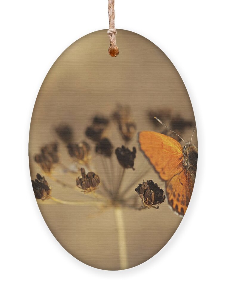 Orange Ornament featuring the photograph Fiery Copper butterfly by Alon Meir 