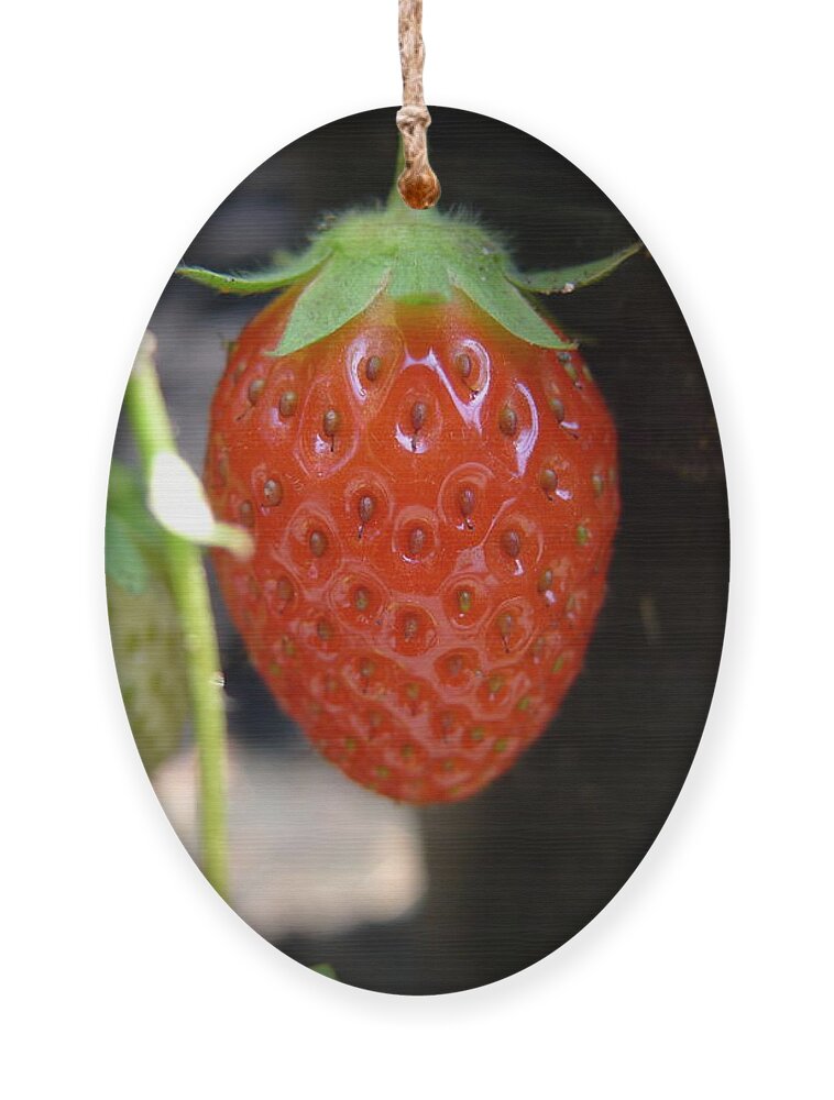 Strawberry Ornament featuring the photograph First of the year by Richard Reeve