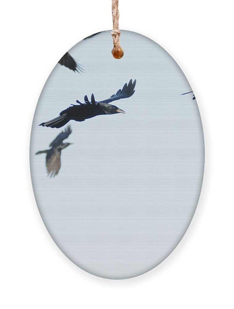 Flock Ornament featuring the photograph Flock of crows by Bradford Martin