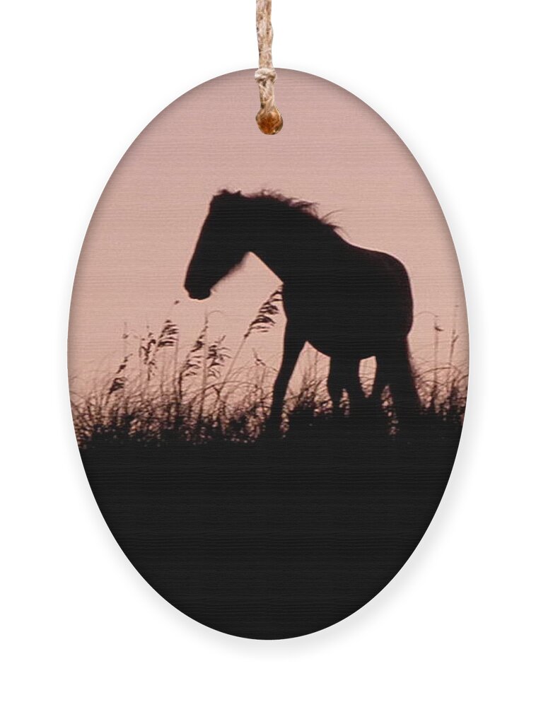 Foal Ornament featuring the photograph Foal At Sunset by Kim Galluzzo