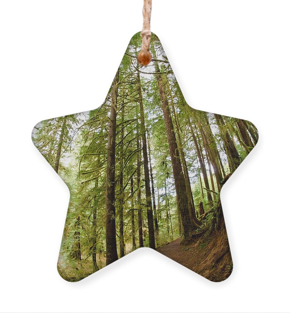 Forest Ornament featuring the photograph Forest Love by Margaret Pitcher