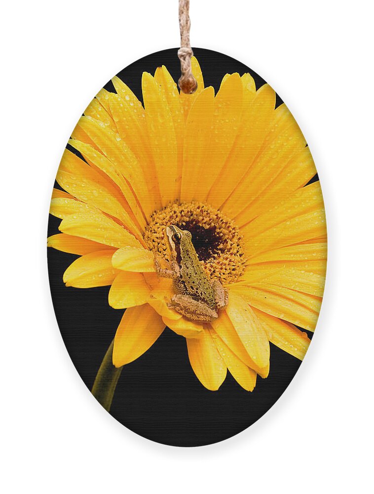 Flower Amphibians Ornament featuring the photograph Frog on Gerbera by Jean Noren