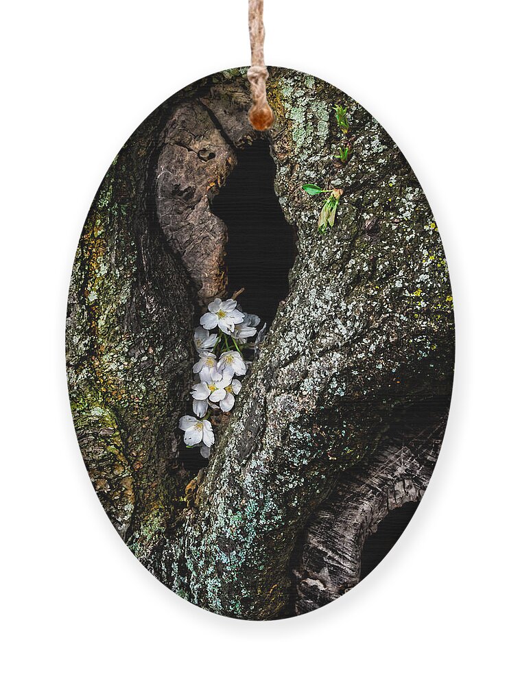 Cherry Ornament featuring the photograph From the Heart by Christopher Holmes