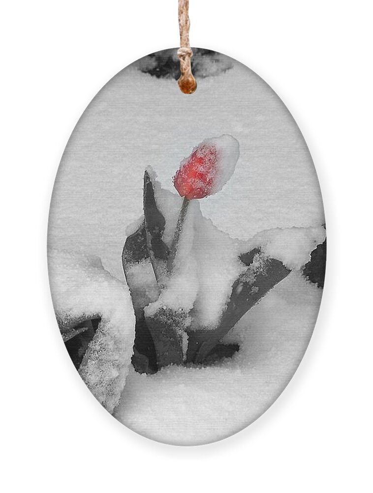 Tulips Ornament featuring the photograph Frosted Pink by Dorrene BrownButterfield