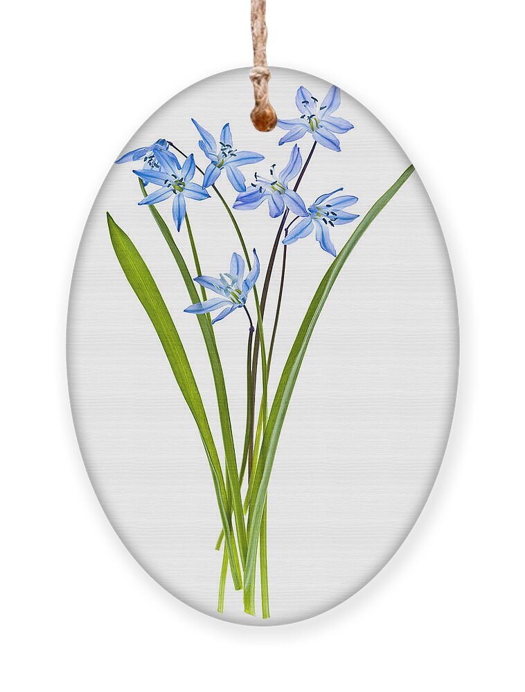 Flowers Ornament featuring the photograph Blue spring flowers by Elena Elisseeva